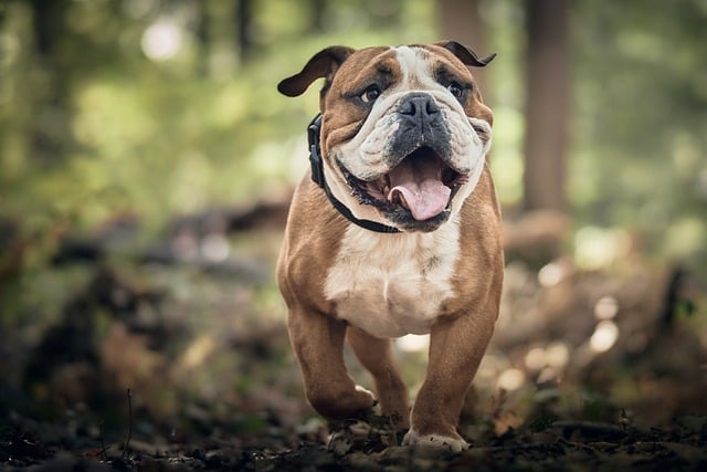 Fransk bulldog vs. Engelsk bulldog: Hvad er forskellen?
